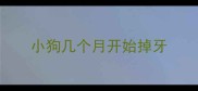 小狗几个月开始掉牙
