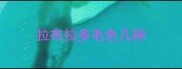 拉布拉多毛色几种