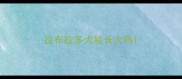 拉布拉多犬能长大吗