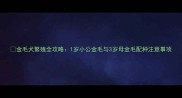 金毛犬繁殖全攻略1岁小公金毛与3岁母金毛配种注意事项
