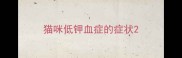 猫咪低钾血症的症状