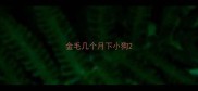 金毛几个月下小狗
