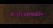 最小的宠物猪品种