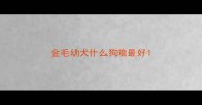 金毛幼犬什么狗粮最好