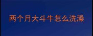 两个月大斗牛怎么洗澡