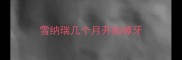 雪纳瑞几个月开始掉牙