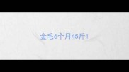 金毛6个月45斤
