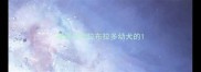 哪里有卖拉布拉多幼犬的
