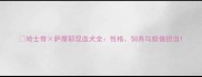 哈士奇萨摩耶混血犬全性格饲养与颜值担当