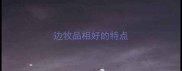 边牧品相好的特点