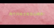 两个月哈士奇怎么喂养