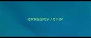 边牧狗宝宝吃多了怎么办