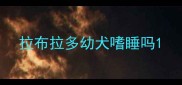 拉布拉多幼犬嗜睡吗