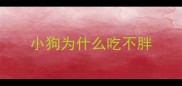 小狗为什么吃不胖