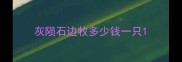 灰陨石边牧多少钱一只