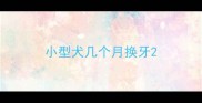 小型犬几个月换牙