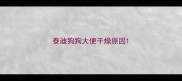 泰迪狗狗大便干燥原因