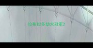 拉布拉多幼犬冠军