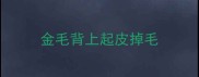 金毛背上起皮掉毛