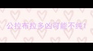 公拉布拉多凶可能不纯