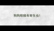 狗狗眼睛有寄生虫