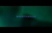 猫咪感冒不吃饭怎么办