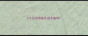 5个月边牧能吃成犬粮吗