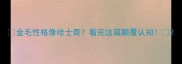 金毛性格像哈士奇看完这篇颠覆认知