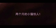 两个月的小猫怕人