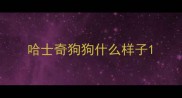 哈士奇狗狗什么样子
