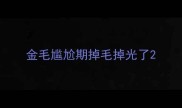 金毛尴尬期掉毛掉光了