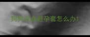 狗狗误食避孕套怎么办