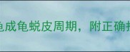 乌龟蜕皮全攻略幼龟成龟蜕皮周期附正确护理方法附对比图