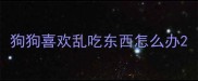 狗狗喜欢乱吃东西怎么办