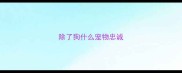 除了狗什么宠物忠诚
