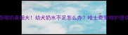 哈士奇喝奶真相大幼犬奶水不足怎么办哈士奇宠物护理幼犬喂养
