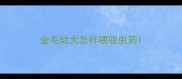 金毛幼犬怎样喂驱虫药