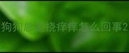 狗狗总是挠痒痒怎么回事