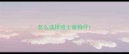 怎么选择哈士奇狗仔
