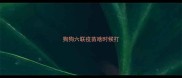 狗狗六联疫苗啥时候打