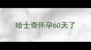哈士奇怀孕60天了