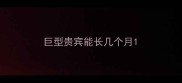 巨型贵宾能长几个月
