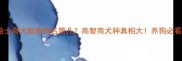 哈士奇犬智商排名第几高智商犬种真相大养狗必看