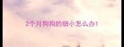 2个月狗狗的细小怎么办