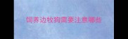 饲养边牧狗需要注意哪些