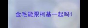 金毛能跟柯基一起吗