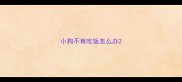 小狗不肯吃饭怎么办