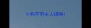 小狗不听主人招唤