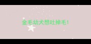 金毛幼犬想吐掉毛