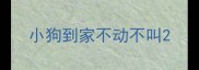 小狗到家不动不叫
